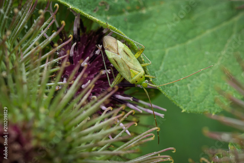 Fotografie Gemeine Zierwanze
(Adelphocoris lineolatus) auf  Rispen-Flockenblume (Centaurea