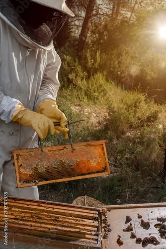 Beekeeper holding honeycomb frame in warm evening sunlight