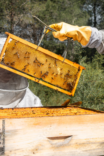 Close-up of a honeycomb frame with perfectly formed yellow hexagonal wax cells covered by honeybees, held securely with a beekeeper's frame grip during hive inspection in an outdoor apiary