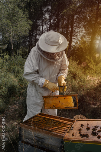 Beekeeper returning honeycomb frame to hive in evening sunlight