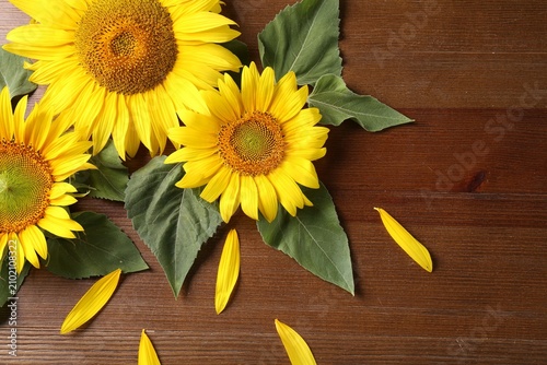 Obraz na płótnie Beautiful bright sunflowers and petals on wooden background, flat lay