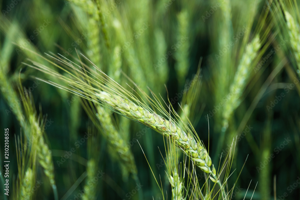 Obraz premium Beautiful ripening wheat spikes in field, closeup. Space for text