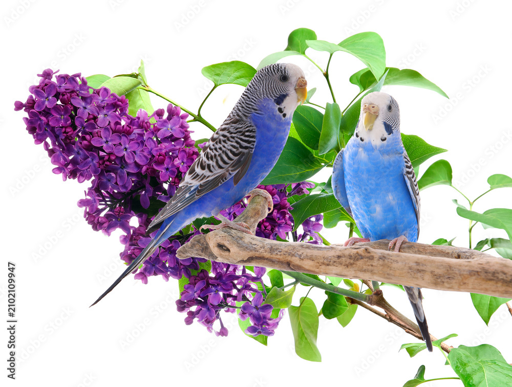 Obraz premium Bright parrots on branch of blooming lilac tree, transparent background