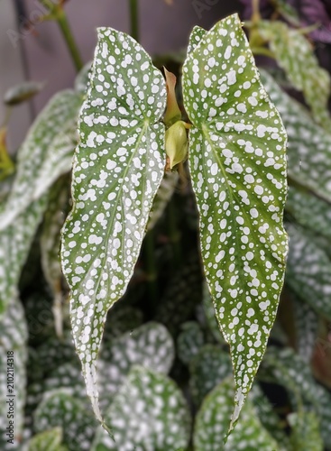 Elongated green Begonia Gazebo leaves with white polka-dot spots and serrated edges.