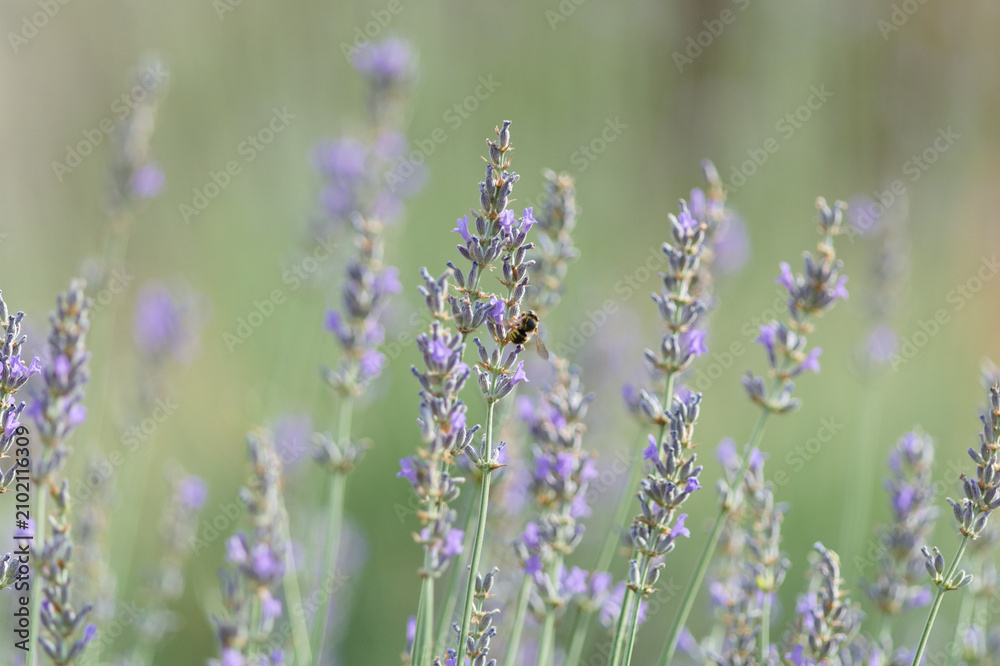 Obraz premium A bee collects nectar from a lavender flower in a field