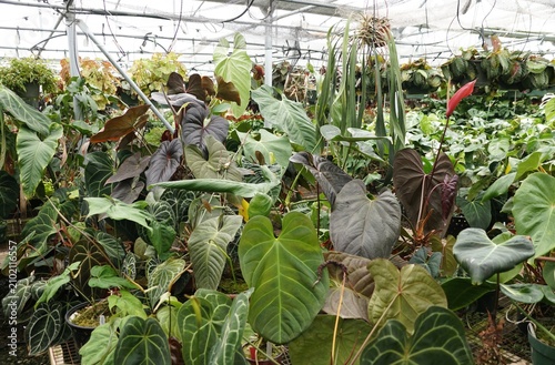 Greenhouse filled with diverse tropical plants featuring Anthuriums with broad colorful leaves under mesh shading.