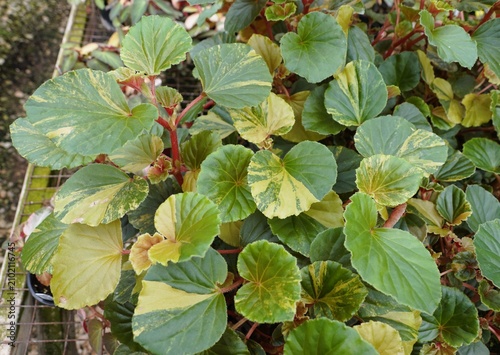 The top view of Begonia Cucullata Aurea leaves with green and yellow variegation on reddish stems