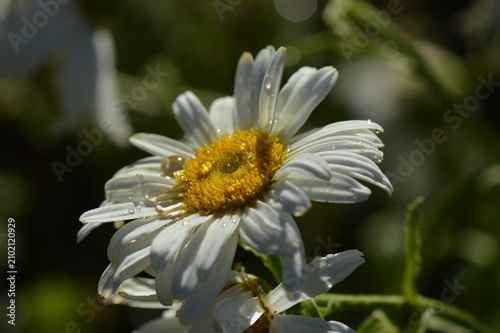 Konstfotografi White daisy covered with morning dew