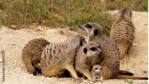 meerkat on guard
