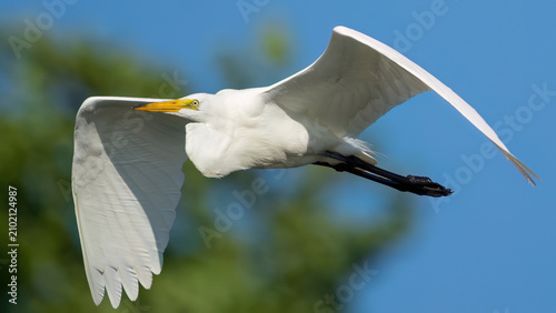 Foto Great Egret in flight