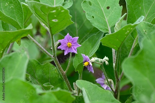 Eggplant cultivation. Eggplants are nutrient-rich, healthy vegetables with strong antioxidant properties, offering benefits such as anti-cancer effects and skin-beautifying qualities.