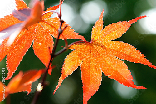 Canvas Print Transparent close up of Japanese Maple tree leaves