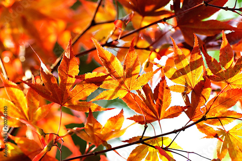 Canvas Print Japanese Maple Tree leaves glowing through the light