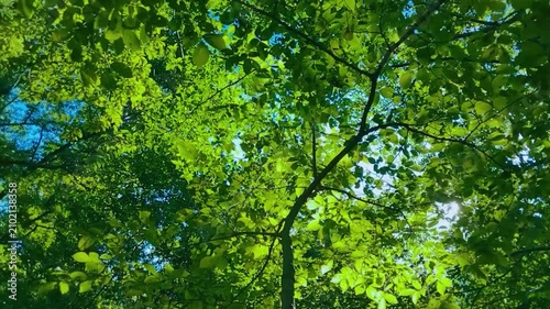 森の葉　太陽光