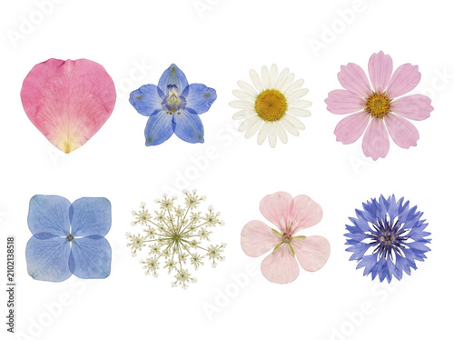 Collection of various pressed colorful wildflowers as isolated on transparent background
