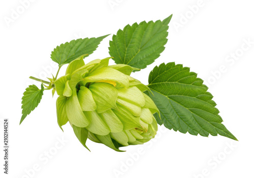 A fresh green hop cone with leaves and visible lupulin glands isolated on a transparent background in a macro shot. Concept of natural brewing ingredients