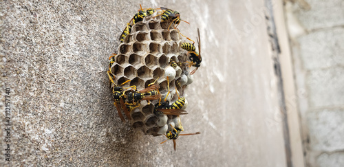 Photos Detailed macro of active paper wasp nest with capped larvae cells on a textured