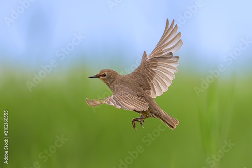 Tableau sur toile Star  Sturnus vulgaris starling bird