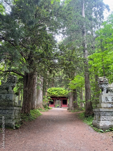 Obraz na plátne Approach to Togakushi Shrine with guardian lion statues and Zuishinmon gate in N