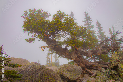 Fotografie Rugged gnarled limber pine growing out of lichen covered rocks atop a misty mountain ridge in Rocky Mountain National Park, Colorado