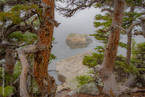 Quadro su tela Weathered twisted tree trunks frame a tranquil, misty mountain lake with a small rock island reflected in the smooth, mirror-like water