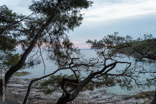 Striking pine trees lean towards the Blue Flag bay of Veli Žal. Mali Lošinj, Croatia.