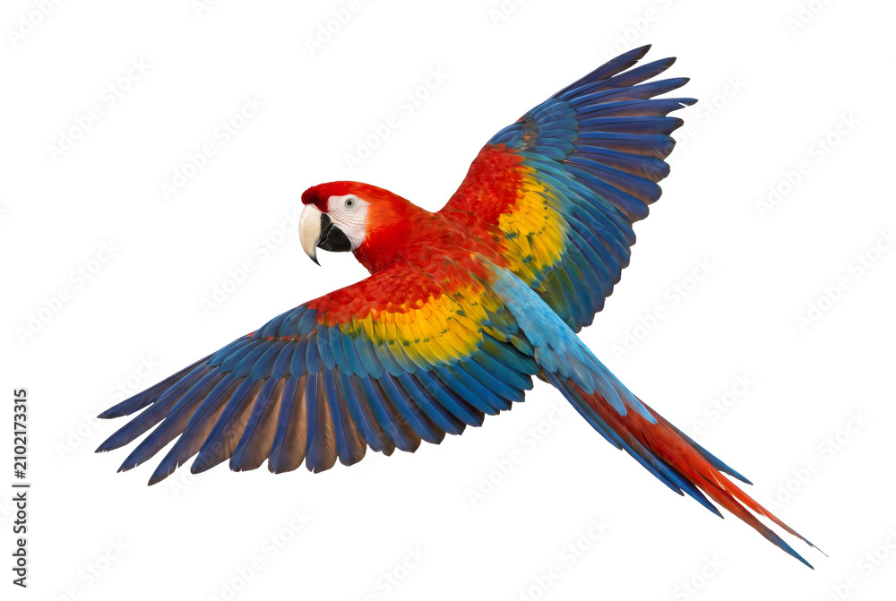Fototapeta premium Colorful Macaw Parrot in Flight with Outstretched Wings