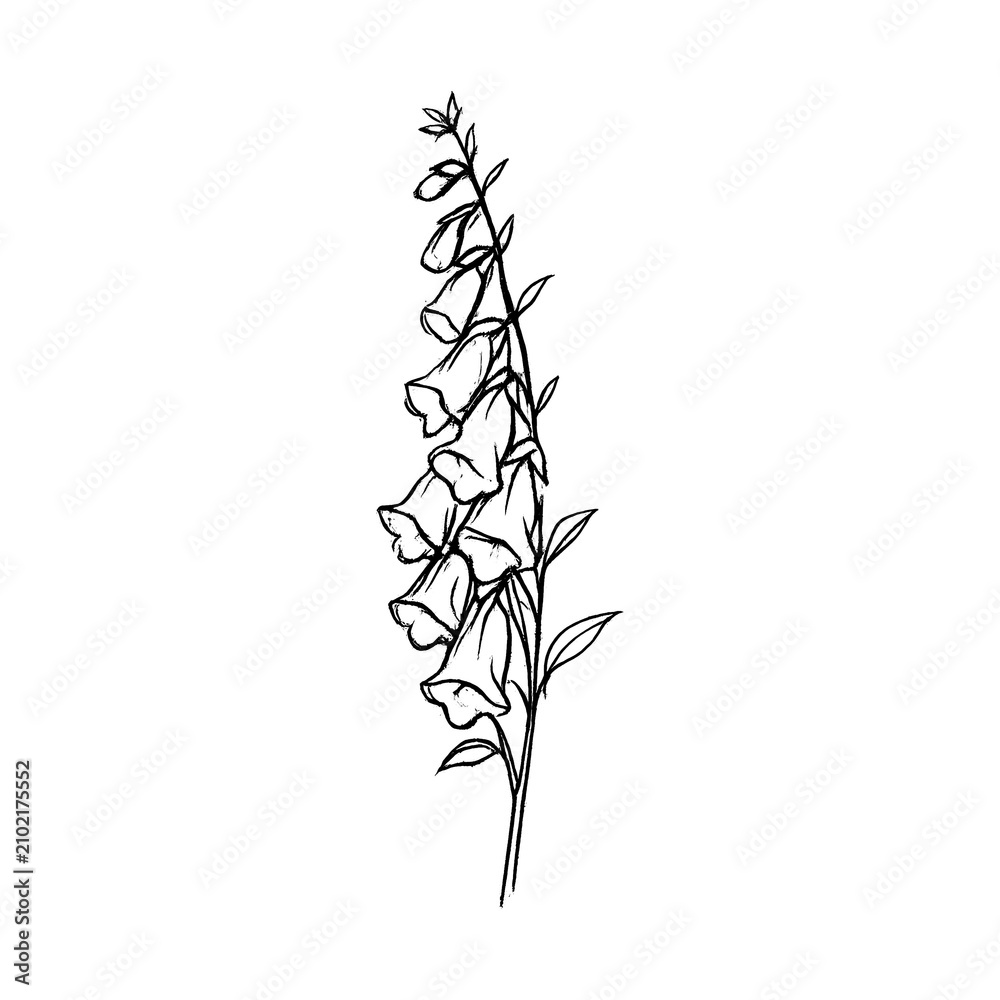 Obraz premium PNG Minimalist botanical line art