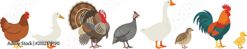 Fotografie Domestic Poultry Bird Species Vector Illustration Set Featuring Chicken Duck Tur