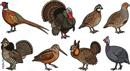 Slika na platnu Upland Game Bird Species Vector Illustration Set Featuring Ring-Necked Pheasant