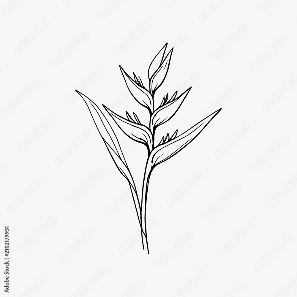 Obraz premium Minimalist line drawing of a tropical plant with pointed leaves.