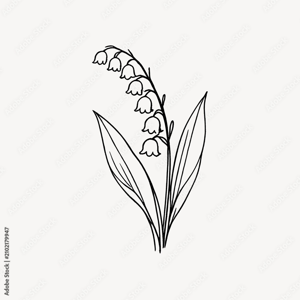 Obraz premium Minimalist line drawing of a lily of the valley flower on a white background.