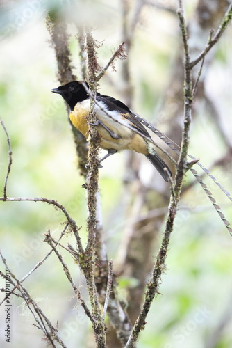  King of Saxony bird-of-paradise (Pteridophora alberti) is a bird in the bird-of-paradise family (Paradisaeidae). This photo was taken in Mt.Hagen, Papua New Guinea.