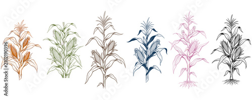 Bild auf Leinwand Six corn stalks