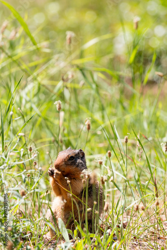 Columbian ground squirrel, Urocitellus columbianus, eating in the grass