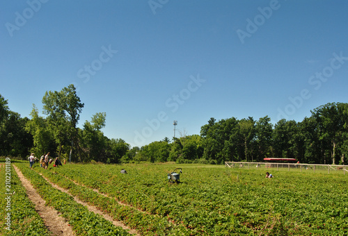 Pickers in a strawberry field in Hobart, Indiana