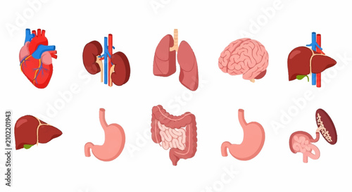 Cuadro en lienzo Colorful illustration of human internal organs and anatomy.