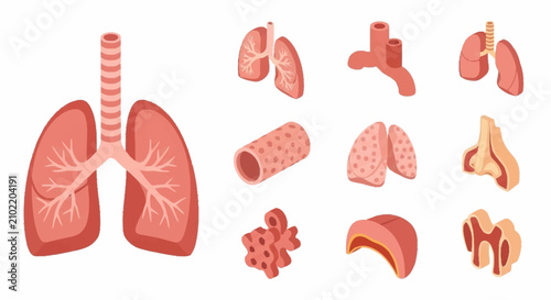 Obraz na płótnie Illustrated set of human respiratory system organs and parts.