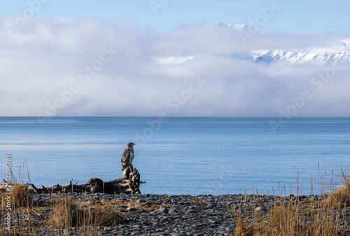 Foto Young Bald Eagle on Driftwood Log with ocean and snow covered mountain backgroun