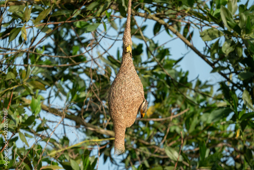 Bild auf Leinwand Baya Weaver Bird on Intricate Hanging Nest Against Green Leaves & Blue Sky