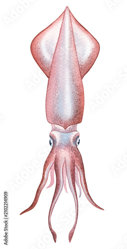 Hand-painted watercolor squid illustration with realistic anatomical details. Perfect for marine biology, zoology, scientific publications, educational materials, natural history, seafood branding