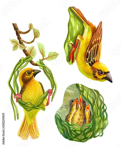 Hand-painted watercolor clipart set of weaver birds with a hanging woven nest, chicks, and natural branches. Perfect for ornithology, wildlife, educational materials, and nature-themed branding