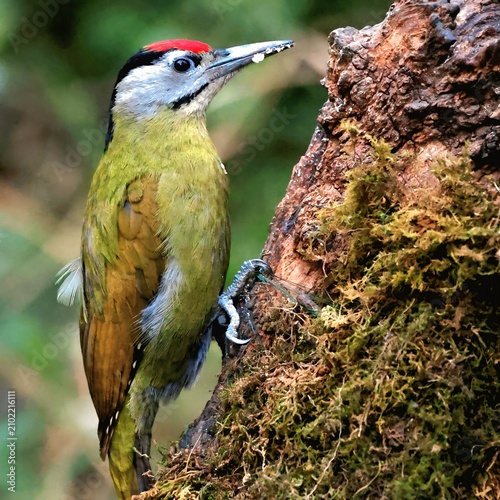 Принти на полотні Beautiful olive green wild woodpecker bird profile, detailed avian fauna in fore