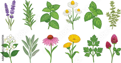 Foto Culinary and medicinal herbs vector set with lavender rosemary mint chamomile basil thyme jasmine sage echinacea marigold parsley and clover