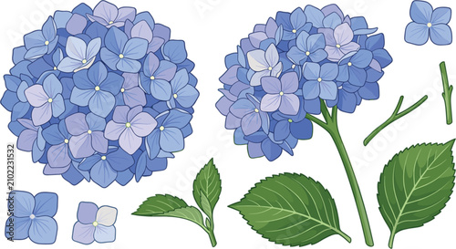 Schilderij op canvas Blue hydrangea flower vector set with blooming floral heads green leaves and separate stems isolated on white background