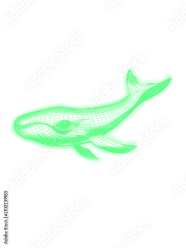 lizard on a white background