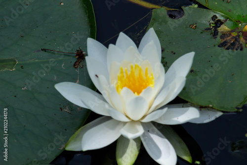Foto white water lily