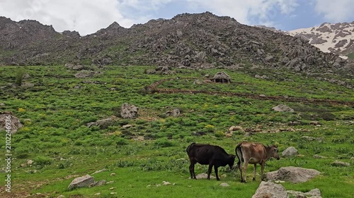 Two cows grazing in a green valley beneath snow-capped mountains and a stone hut in spring
📍 Hawraman Takht, Kurdistan, Iran 