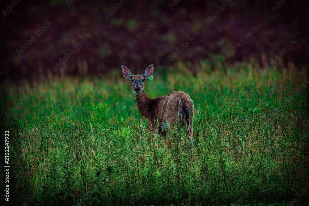 Obraz premium Baby deer standing in field in northeast Ohio