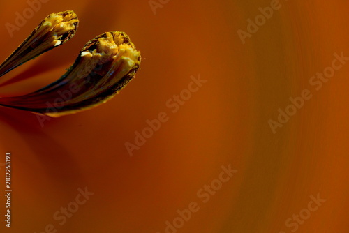 Fotografie Abstract symmetrical mirror reflection of thin plant stems with a soft bokeh bac